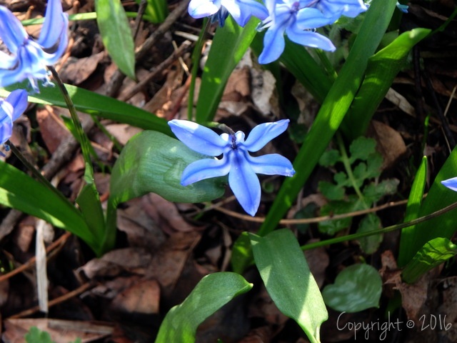 squill-1 resized