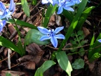 squill-1 resized